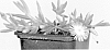 Delosperma%20cooperi%20%27Jewel%20of%20Desert%20Topaz%27