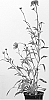 Echinacea%20hybrida%20%27Southern%20Belle%27