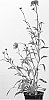 Echinacea%20hybrida%20%27Southern%20Belle%27