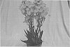Ornithogalum%20plant%20named%20%27Lourdes%27