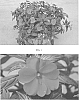 Impatiens%20x%20hybrida%20%28I.%20hawkeri%29%20%27SAKIMP022%27