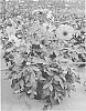 Dahlia%20variabilis%20%27Mystic%20Haze%27