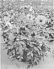 Dahlia%20variabilis%20%27Mystic%20Haze%27