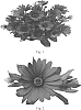 Osteospermum%20hybrida%20%27SAKOST8181%27