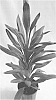 Cordyline%20brasiliensis%20%27Mystic%20Joy%27