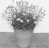 Coreopsis%20hybrid%20%27Dahl%20Baby%27
