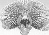 Phalaenopsis%20orchid%20plant%20named%20%27Nostalgic%27