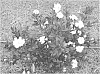 Gardenia%20jasminoides%20%27Double%20Mint%27