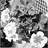 Pelargonium%20x%20hortorum%20%27PECZ0003%27