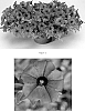 Petunia%20hybrida%20%27PEHY0002%27