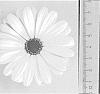 Osteospermum%20ecklonis%20%27DAOSFEMTEN%27