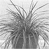 Cordyline%20hybrid%20%27CORBZR01%27