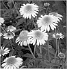 Echinacea%20hybrid%20%27Secret%20Pride%27
