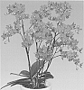 Phalaenopsis%20orchid%20plant%20named%20%27Romance%27