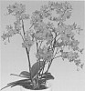 Phalaenopsis%20orchid%20plant%20named%20%27Romance%27