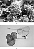 Fragaria%20x%20ananassa%20%27DrisStrawTwentyTwo%27