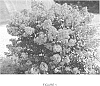 Lagerstroemia%20L.%20%27Plum%20Magic%27
