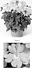 Verbena%20x%20hybrida%20%27VEAZ0005%27