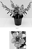 Angelonia%20angustifolia%20%27Balarcink%27