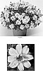 Bidens%20ferulifolia%20%27BIDZ0002%27