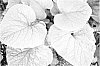 Brunnera%20macrophylla%20%27Nonurb%27