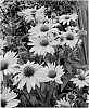 Echinacea%20spp.%20%27Leilani%27