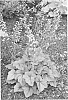 %20x%20Heucherella%20%27Cumberland%27