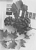 Vitis%20vinifera%20%27IFG%20Six%27
