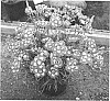 Dianthus%20plumarius%20%27Angel%20of%20Desire%27