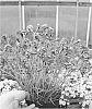 Dianthus%20plumarius%20%27Angel%20of%20Forgiveness%27