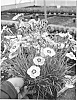 Dianthus%20plumarius%20%27Angel%20of%20Peace%27