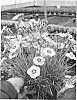 Dianthus%20plumarius%20%27Angel%20of%20Peace%27