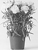 Dianthus%20caryophyllus%20%27CFPC%20Mele%27