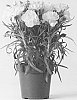 Dianthus%20caryophyllus%20%27CFPC%20Mele%27