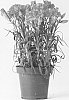 Dianthus%20caryophyllus%20%27CFPC%20Mana%27