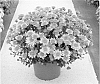 Chrysanthemum%20x%20morifolium%20%27Syema%20Oranbi%27