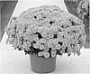 Chrysanthemum%20x%20morifolium%20%27Symarj%20Col%27