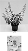 Angelonia%20angustifolia%20%27Balarcwite%27