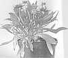 Gaillardia%20aristata%20%27Lucky%20Wheeler%27