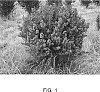 Lagerstroemia%20indica%20%27WHIT%20IX%27