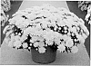 Chrysanthemum%20x%20morifolium%20%27Symild%20Yel%27