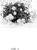 Chrysanthemum%20x%20morifolium%20%27Pink%20Dawn%27