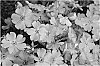 Phlox%20subulata%20%27Barseventyfour%27