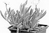 Delosperma%20cooperi%20%27Jewel%20of%20Desert%20Peridot%27