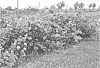 Rosa%20hybrida%20%27Radsouth%27