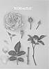 Rosa%20hybrida%20%27KORsteflali%27