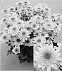 Chrysanthemum%20x%20morifolium%20%27CIDZ0012%27