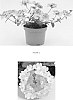 Verbena%20x%20hybrida%20%27VEAZ0009%27
