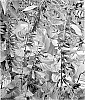 Salvia%20hybrid%20%27Amistad%27