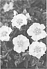 Rosa%20hybrida%20%27Sprolem%27